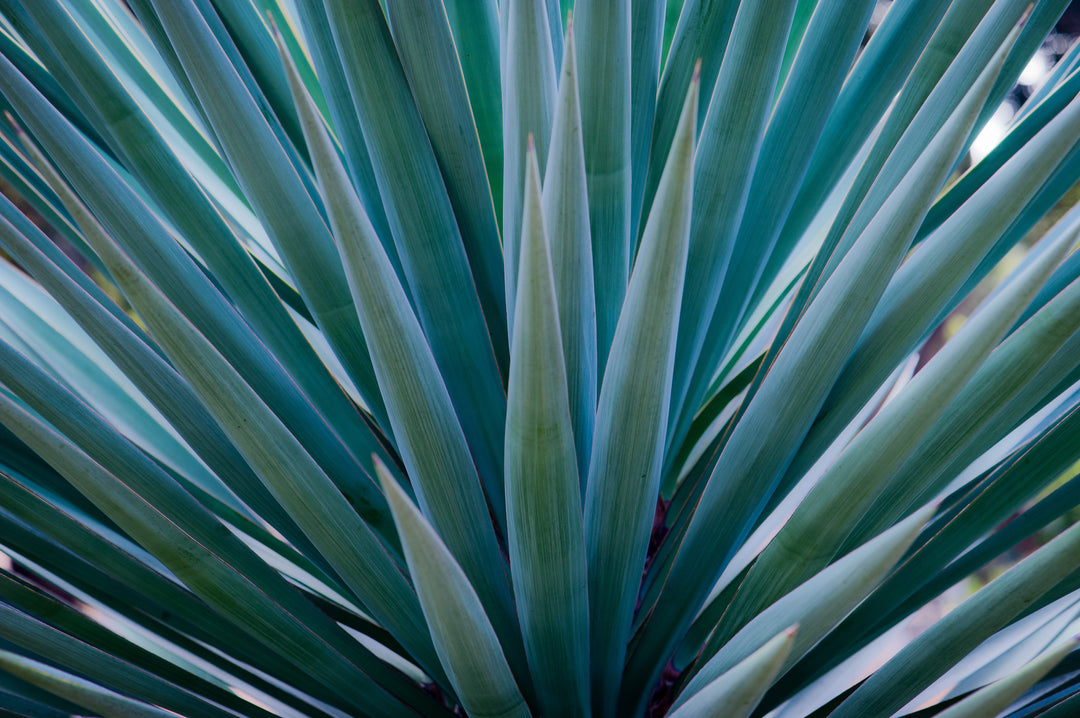 Ingredient Focus: Agave Stem Cells