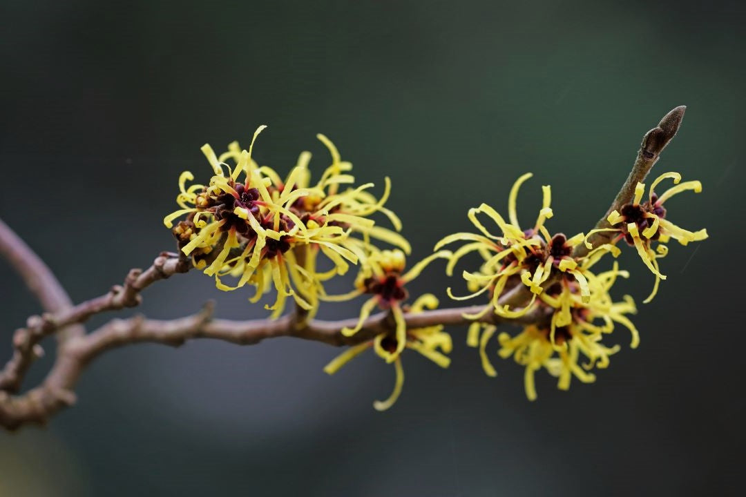 Witch Hazel in Skincare for Men